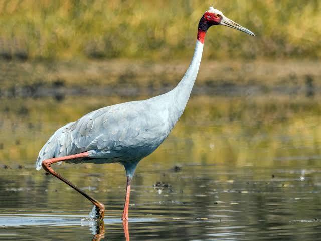 Birdwatching near Ranthambore
