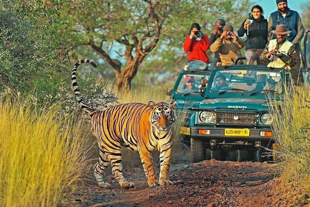 Ranthambore tiger safari